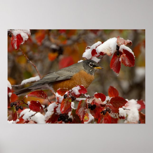 Male American Robin in Black Hawthorn Poster (Front)