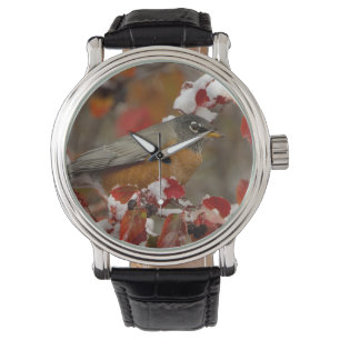 Male American Robin in Black Hawthorn Watch