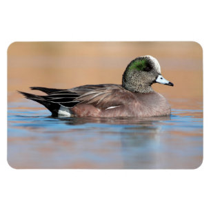 Male American Wigeon Magnet