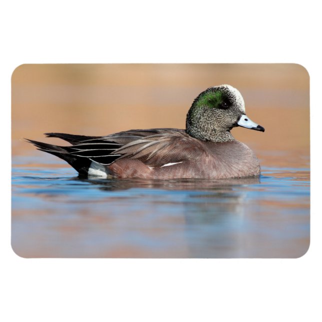 Male American Wigeon Magnet (Horizontal)