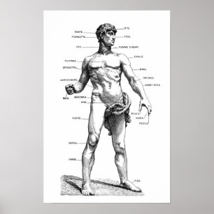Male Anatomy - front Poster