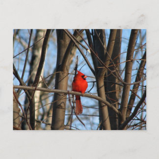 Male and female Cardinal Postcard