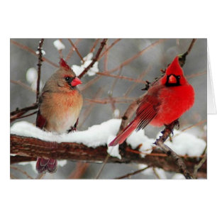 male and female cardinals