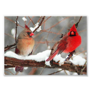 male and female cardinals photo print