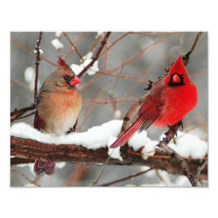 male and female cardinals photo print