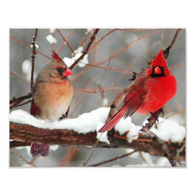 male and female cardinals photo print (Front)