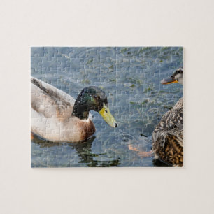 Male and female ducks in a lake jigsaw puzzle