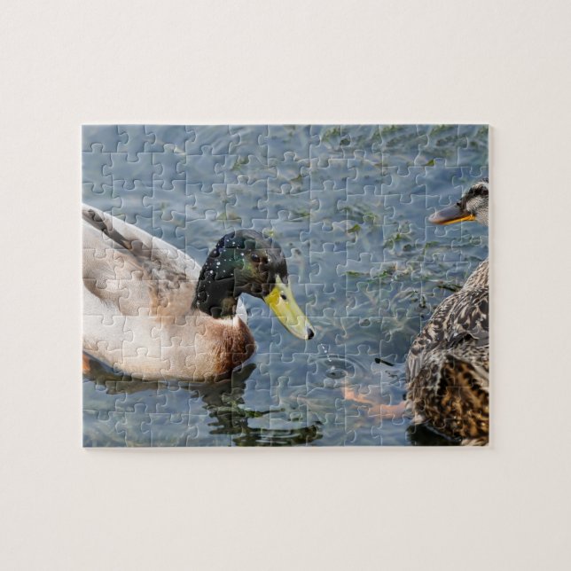 Male and female ducks in a lake jigsaw puzzle (Horizontal)