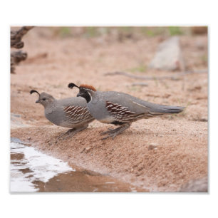 Male and female Gambel's Quail Photo Print