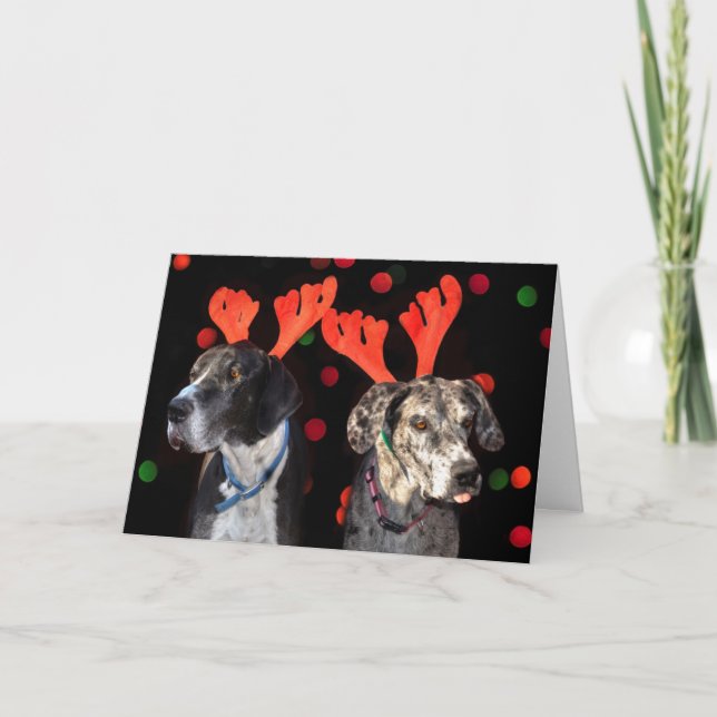 Male and female Great Dane in reindeer antlers Holiday Card (Front)
