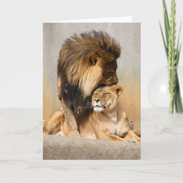 Male and Female Lion in Love Card (Front)