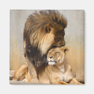 Male and Female Lion in Love Magnet