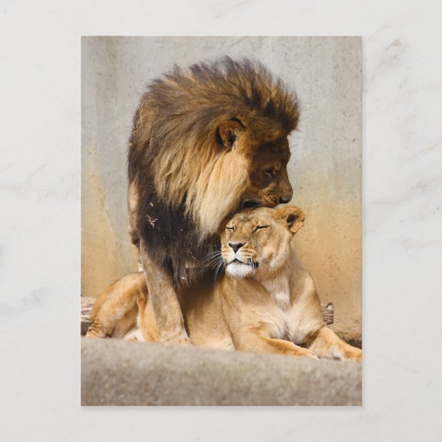 Male and Female Lion in Love Postcard (Front)