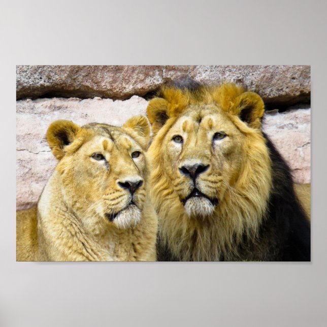 male and female LION PHOTOGRAPHY POSTER (Front)