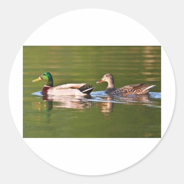 Male and Female Mallard Ducks Swimming Classic Round Sticker (Front)