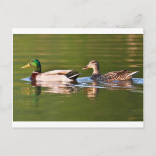 Male and Female Mallard Ducks Swimming Postcard