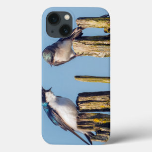 Male and female Tree Swallow iPhone 13 Case