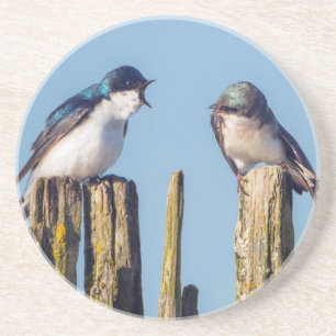 Male and female Tree Swallow Coaster