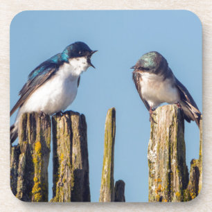 Male and female Tree Swallow Coaster