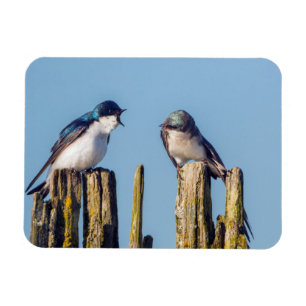 Male and female Tree Swallow Magnet