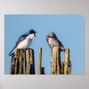 Male and female Tree Swallow Poster