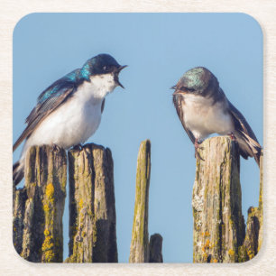 Male and female Tree Swallow Square Paper Coaster
