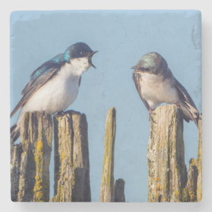 Male and female Tree Swallow Stone Coaster