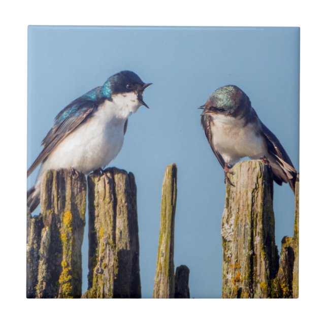 Male and female Tree Swallow Tile (Front)