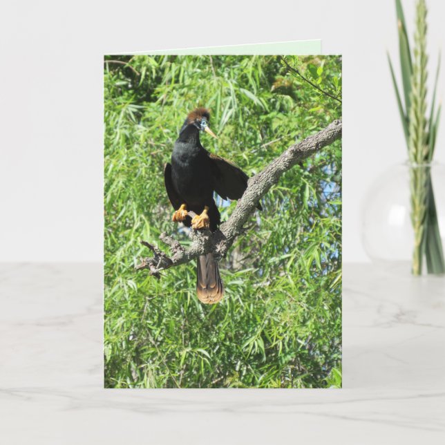 Male Anhinga (aka Snake Bird) Folded Greeting Card (Front)