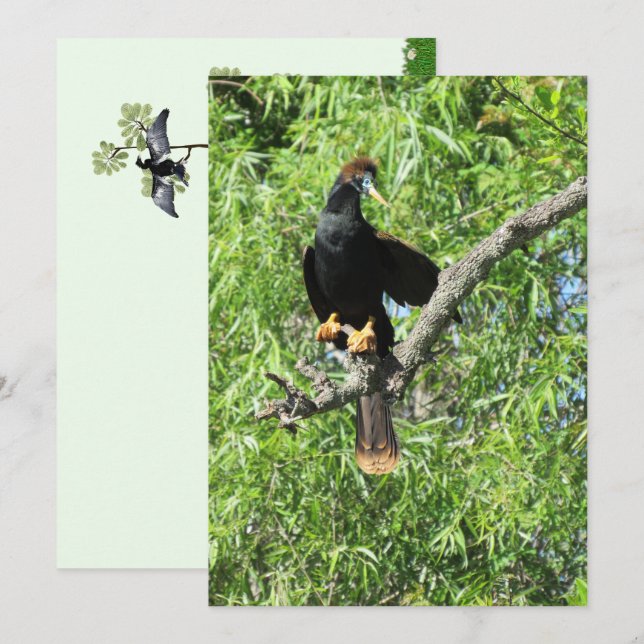 Male Anhinga (Snake Bird) Flat Card (Front/Back)