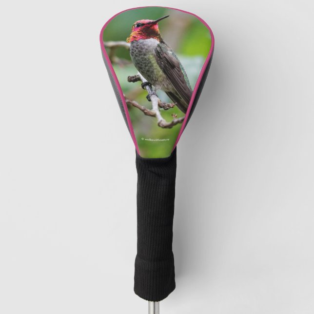 Male Anna's Hummingbird on the Plum Tree Golf Head Cover (Front)