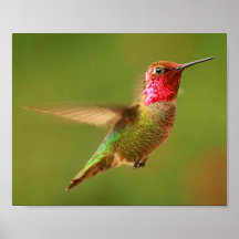 Male Anna's Hummingbird - Rudy 2