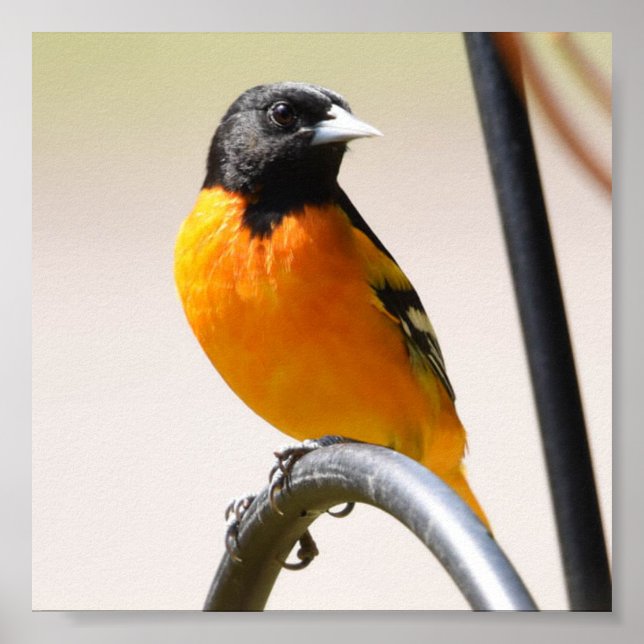 Male Baltimore Oriole Poster (Front)