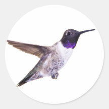 Male Black-chinned Hummingbird sticker