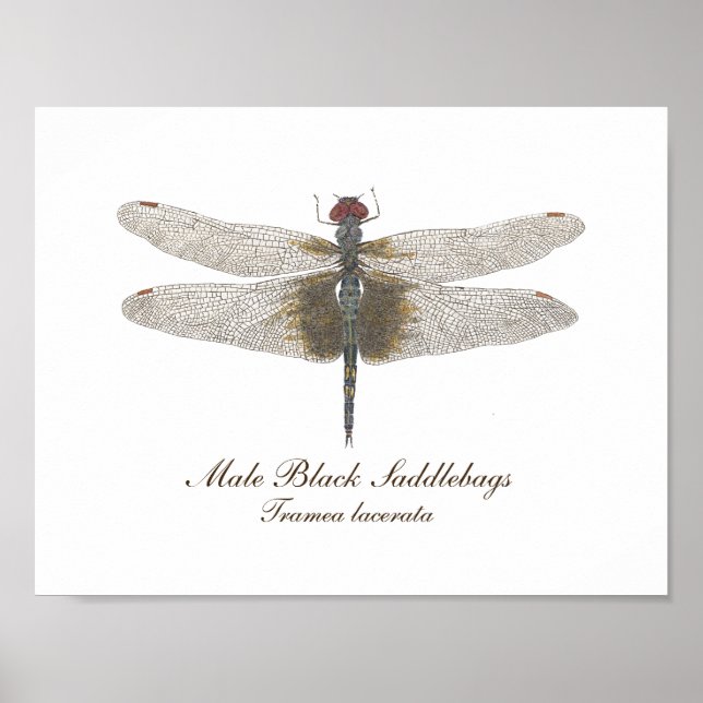 Male Black Saddlebags Dragonfly watercolor Poster (Front)
