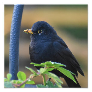 Male Blackbird  Photo Print