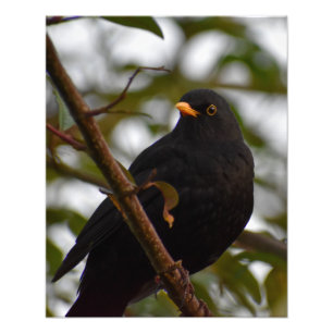 Male Blackbird Photo Print
