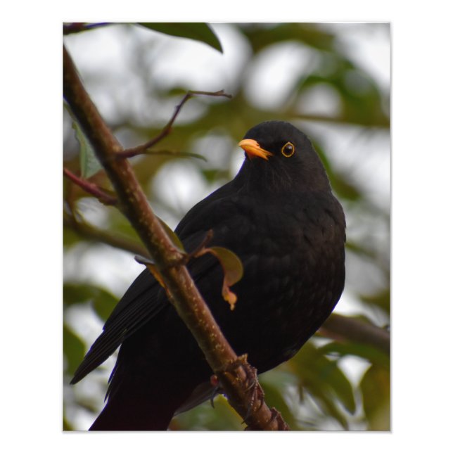 Male Blackbird  Photo Print (Front)