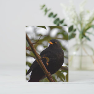 Male Blackbird Postcard