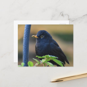 Male Blackbird  Postcard