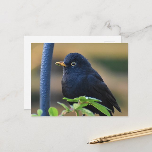 Male Blackbird  Postcard (Front/Back In Situ)