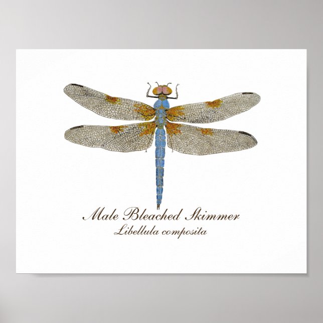 Male Bleached Skimmer Dragonfly Poster (Front)