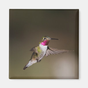 Male Broad - tailed hummingbird Magnet