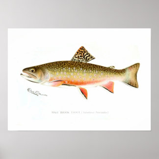 Male Brook Trout Poster