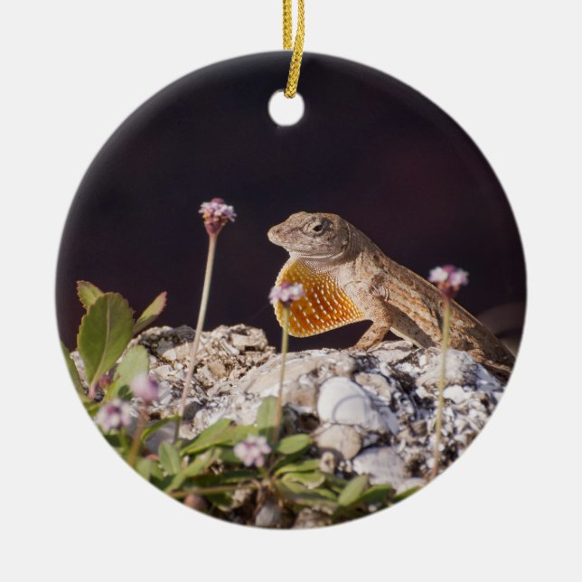 Male Brown Anole Lizard displaying dewlap Ceramic Ornament (Front)