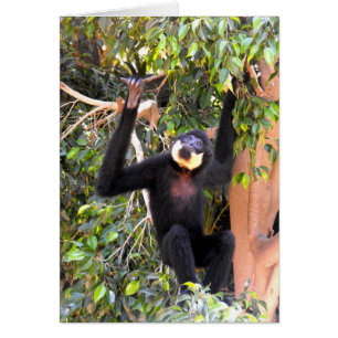 Male Buff cheeked gibbon