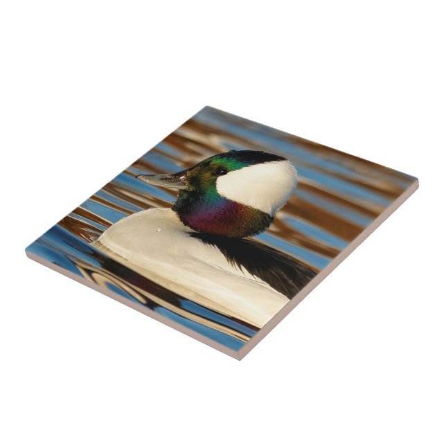 Male Bufflehead Duck in the Afternoon Sun Ceramic Tile (Side)