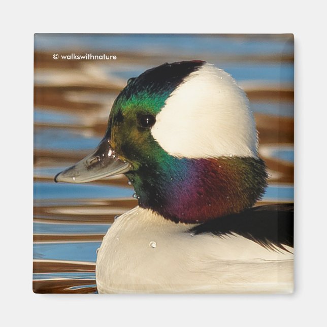 Male Bufflehead Duck in the Afternoon Sun Magnet (Front)