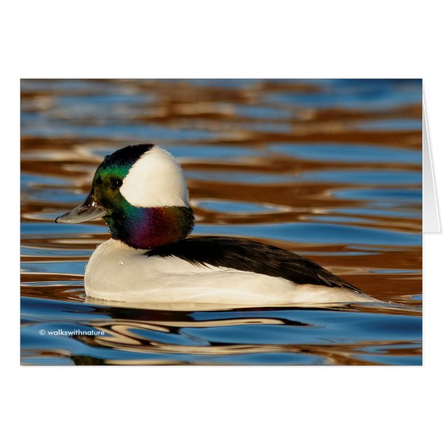 Male Bufflehead in the Afternoon Sun (Front Horizontal)