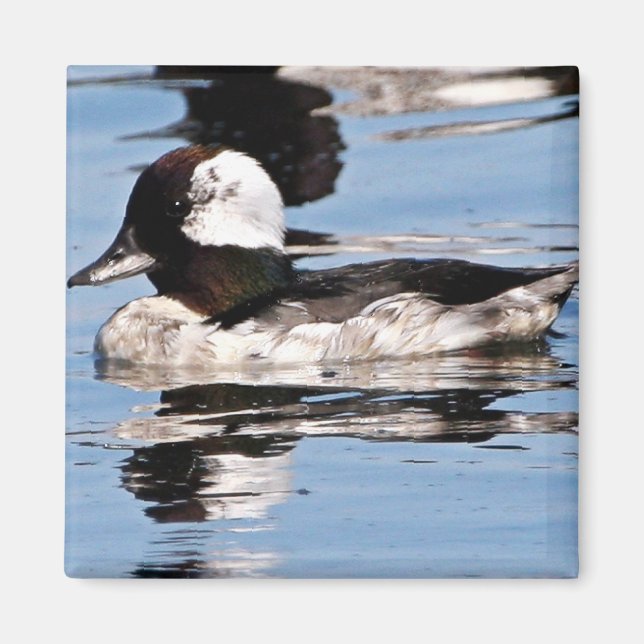 Male bufflehead magnet (Front)
